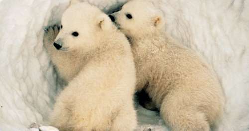 L’impact du réchauffement climatique sur les ours polaires est pire que ce que l’on estimait