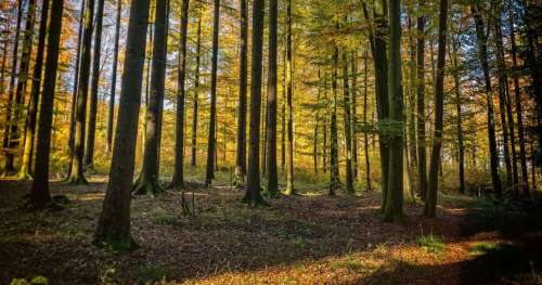 Plus d’un million d’arbres vont être plantés dans le Val-d’Oise pour créer une nouvelle forêt