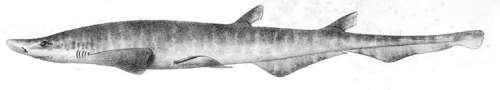 La surpêche cause de graves mutations chez les requins : des spécimens à deux têtes découverts