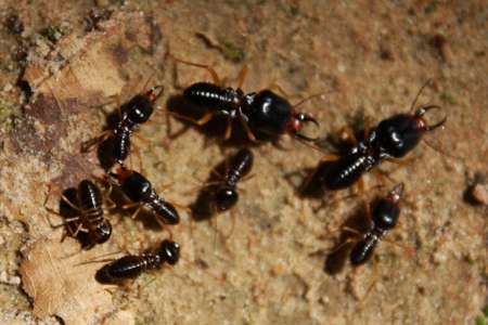Les termites âgés combattent en première ligne pour augmenter l’espérance de vie de la communauté
