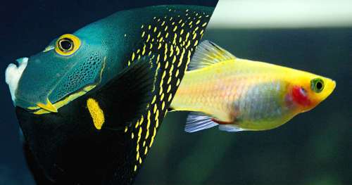 QUIZ : Ces poissons vivent-ils dans l’eau douce ou l’eau de mer ?