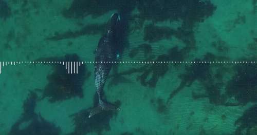 Les scientifiques ont enregistré le chant des baleines boréales et le résultat est magique