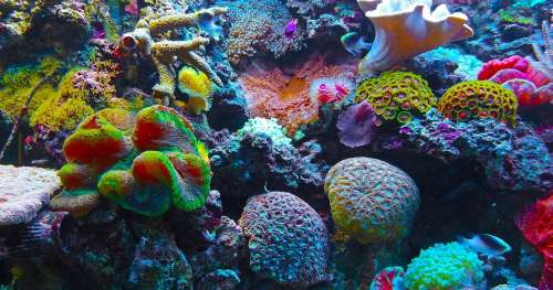 Ce documentaire prouve à quel point il est essentiel de sauver les récifs coralliens