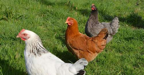 Cette start-up sauve des poules pondeuses de l’abattoir et les envoie en “maisons de retraite”