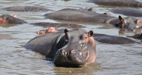 Au Kenya, les excréments des hippopotames sont si nombreux qu’ils asphyxient les poissons