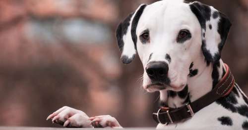 Découvrez l’origine de la domestication des chiens dans ce documentaire édifiant