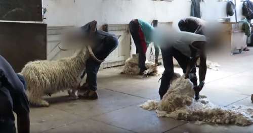 Des géants de l’habillement renoncent à la laine mohair suite à une vidéo choc de la PETA