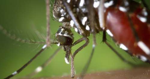 Attention ! Le moustique tigre, qui peut transmettre de dangereux virus, se propage en France