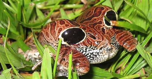 Cette grenouille étonnante se protège des prédateurs avec ses fesses gonflables !