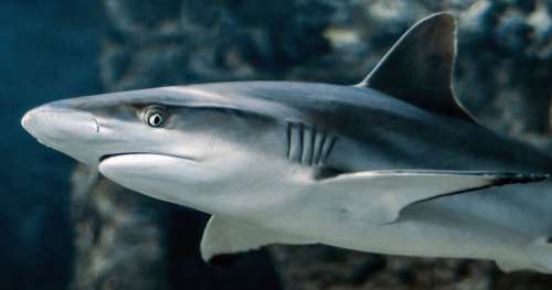 Vivez en immersion avec les requins à travers ce documentaire captivant
