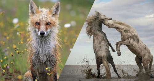 Admirez les 24 plus belles photographies du concours de The Nature Conservancy
