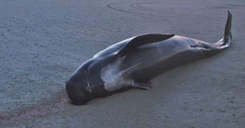En Thaïlande, un dauphin-pilote est mort après avoir ingurgité 80 sacs plastiques…