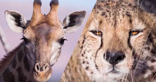 Cette vidéo splendide est une véritable ode à la beauté des animaux africains