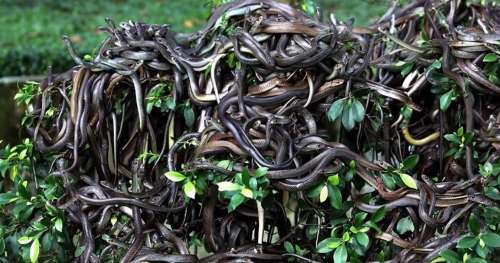 Découvrez Queimada Grande, cette île brésilienne cauchemardesque infestée de serpents venimeux