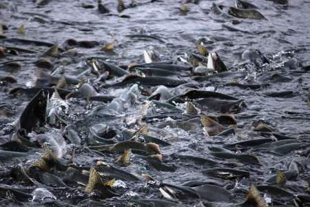 Au Chili, 690 000 saumons traités aux antibiotiques se sont enfuis et menacent tout l’écosystème