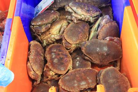 La carapace de crabe pour remplacer le plastique ? Une solution écologique pas si farfelue…