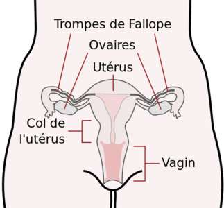 Cet ovaire artificiel permettra aux femmes victimes d’un cancer d’avoir des enfants après une chimio