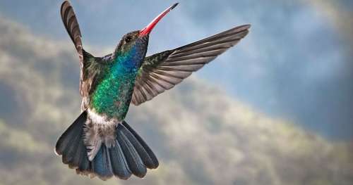 6 anecdotes qui prouvent à quel point les colibris sont fascinants