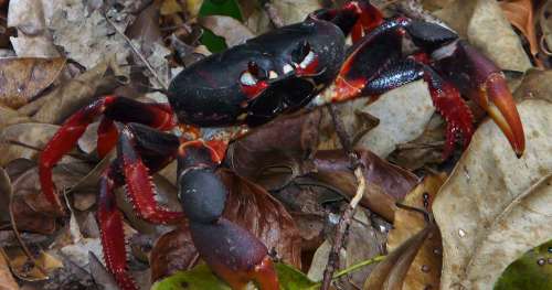 Sur l’île de Providencia, l’armée colombienne protège les crabes noirs victimes du tourisme de masse