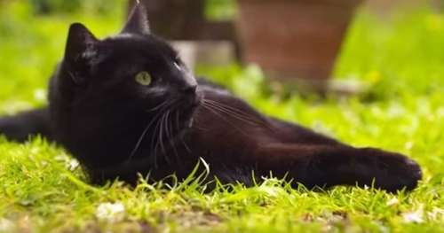 Découvrez la vie secrète des chats domestiques dans ce fabuleux documentaire