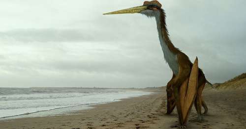 Il existait un reptile volant plus grand que le Tyrannosaurus Rex