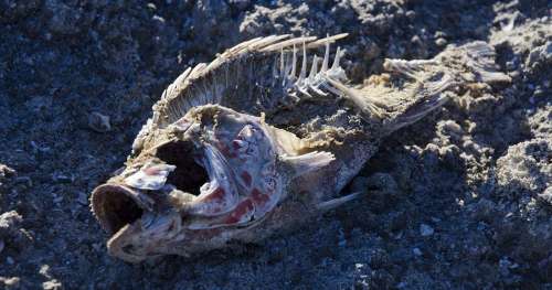 Des centaines de tonnes d’animaux marins sont morts à cause d’une algue toxique en Floride