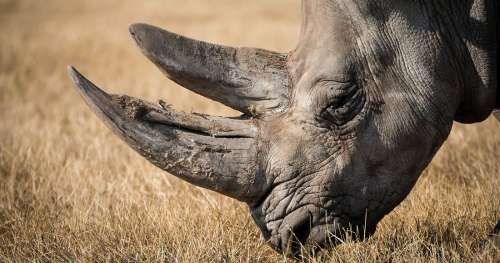 Le massacre continue : 50 cornes de rhinocéros ont été saisies en Malaisie