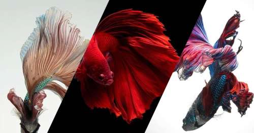 Ce photographe capture le ballet hypnotique de poissons aux couleurs flamboyantes