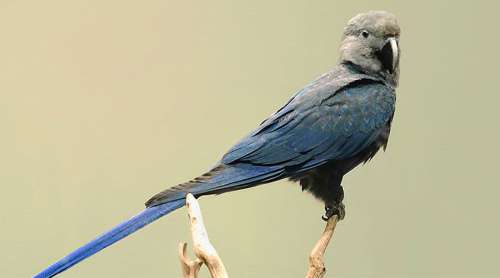 Le magnifique perroquet popularisé par le film Rio a disparu des forêts amazoniennes