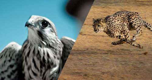 QUIZ : Rapidité, poids, puissance… Trouverez-vous quels animaux détiennent ces records du monde ?