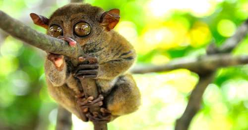 Le tarsier des Philippines, le plus petit primate du monde