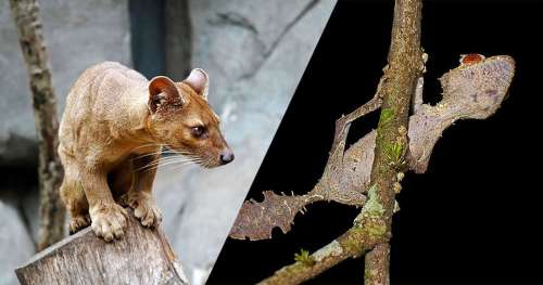 6 animaux fascinants endémiques à Madagascar