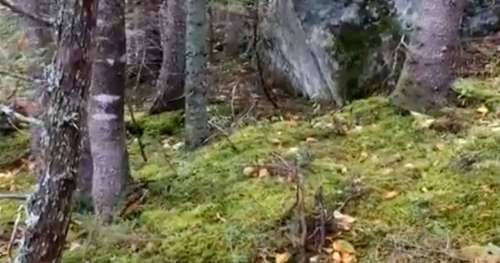Impressionnant : le sol de cette forêt québécoise semble respirer