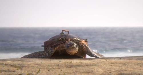 “HYBRIDS” : le court métrage nommé aux Oscars qui dénonce la pollution de nos océans