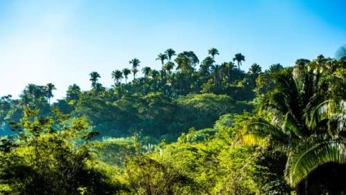 Le combat d’une vie contre l’huile de palme : cette femme se bat pour sauver un écosystème unique