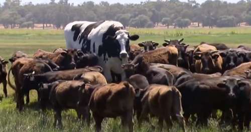 Knickers, le taureau si gigantesque qu’il n’a pas pu être emmené à l’abattoir