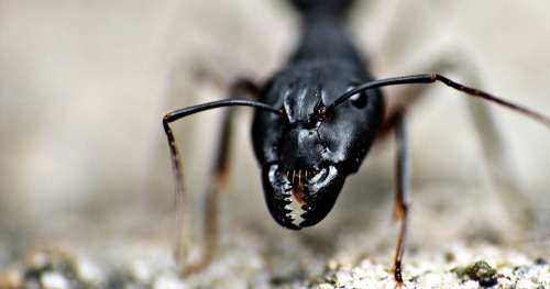 VRAI ou FAUX : Les fourmis