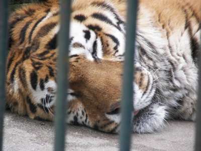 En Europe, les tigres sont honteusement massacrés dans des abattoirs pour leurs os et leurs organes