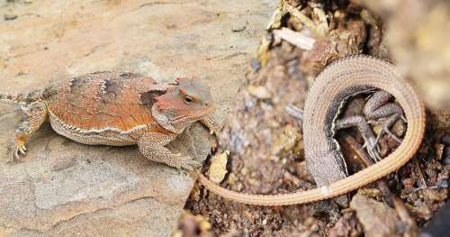 6 faits que vous ne soupçonniez sûrement pas sur les reptiles