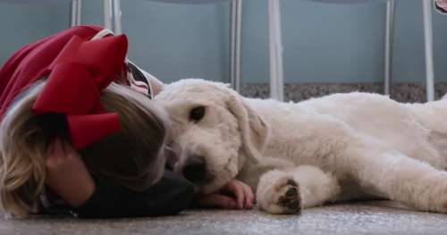 Cette série documentaire rend hommage à l’amour inconditionnel que partagent l’Homme et le chien