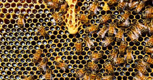 Comment les abeilles s’y prennent-elles pour produire du miel ?