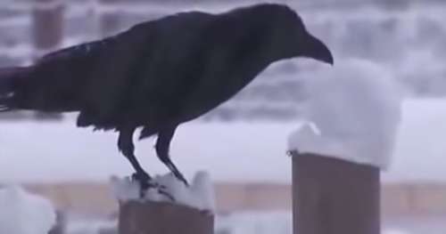 Ce documentaire balaiera toutes vos idées reçues sur les corbeaux