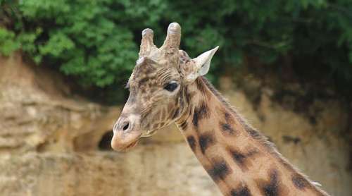 L’Homme continue de tout anéantir : les girafes sont désormais en danger critique d’extinction