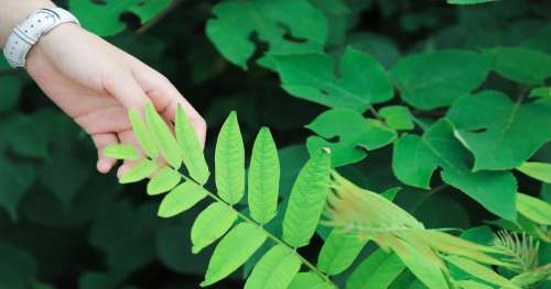 Contrairement aux idées reçues, toucher vos plantes ralentit fortement leur croissance
