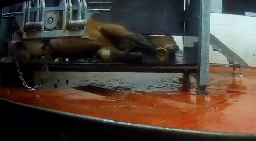 Après avoir été exploités, les chevaux de course “inaptes” sont abattus dans des conditions atroces