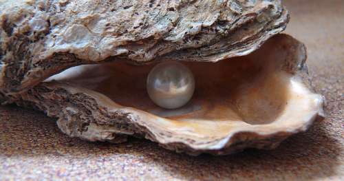 Toute l’ingéniosité de la nature : comment certains mollusques produisent-ils des perles ?