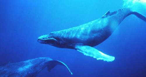 Une transmission culturelle fascinante : ces baleines s’échangent leurs chants d’un océan à l’autre