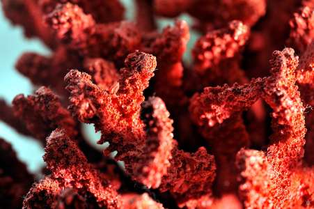 Le corail rouge, ce trésor si précieux de la Méditerranée qui fascine l’Homme depuis l’Antiquité