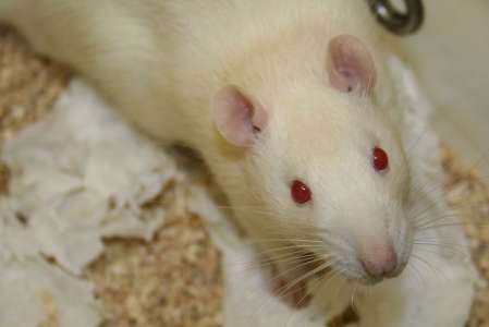 En effaçant leurs souvenirs de la cocaïne, ces chercheurs ont supprimé l’addiction de ces rats