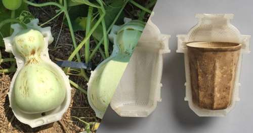 Écolo et biodégradable, ce gobelet en courge est parfait pour remplacer le plastique